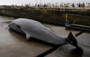 Stop_slaughtering_whales_ny_times