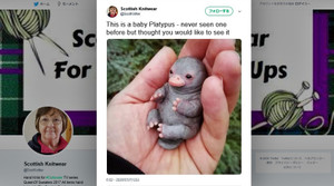 This_is_a_baby_platypus_2020512